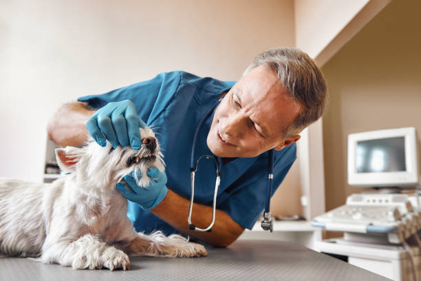 Best After-Hours Dental Trauma Care in Ponderosa Park, CO